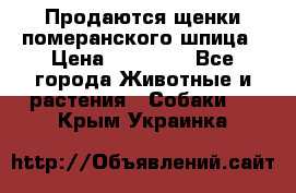 Продаются щенки померанского шпица › Цена ­ 45 000 - Все города Животные и растения » Собаки   . Крым,Украинка